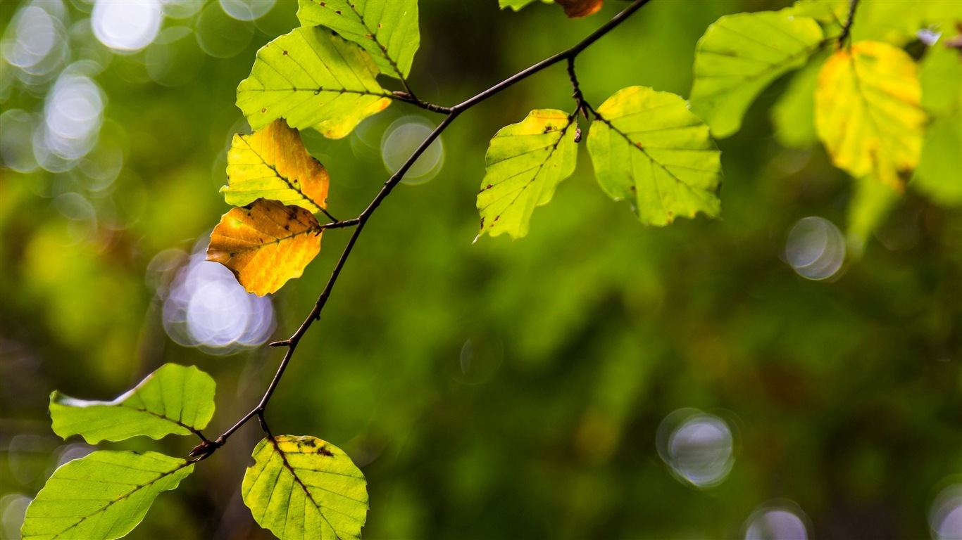 Les feuilles des plantes avec des papiers peints rosée HD #6 - 1366x768