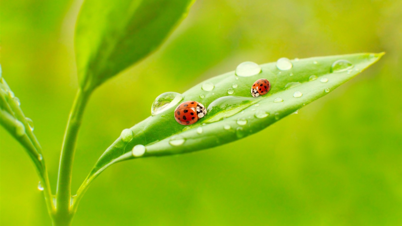 Les feuilles des plantes avec des papiers peints rosée HD #9 - 1366x768