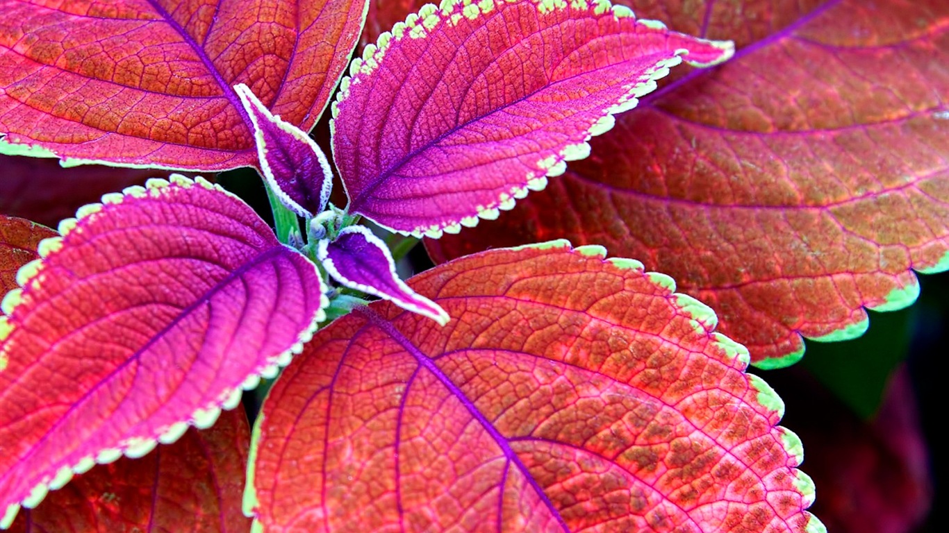 葉子與露珠 高清植物壁紙 #10 - 1366x768