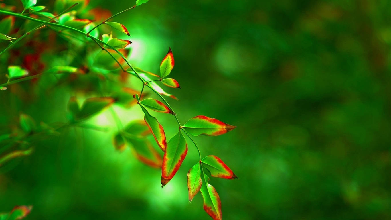 Hojas de las plantas con fondos de pantalla de alta definición de rocío #11 - 1366x768