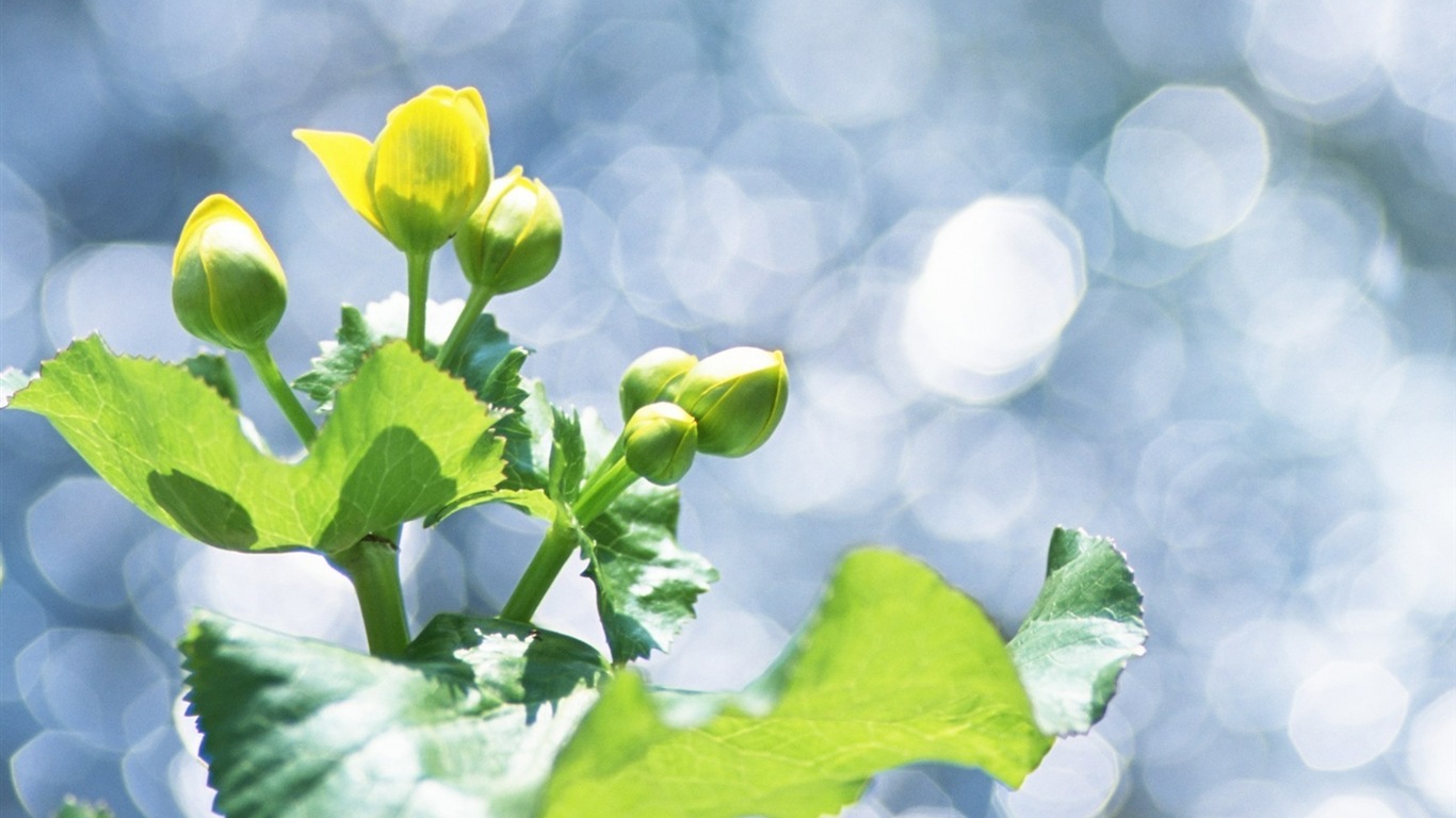 Hojas de las plantas con fondos de pantalla de alta definición de rocío #12 - 1366x768