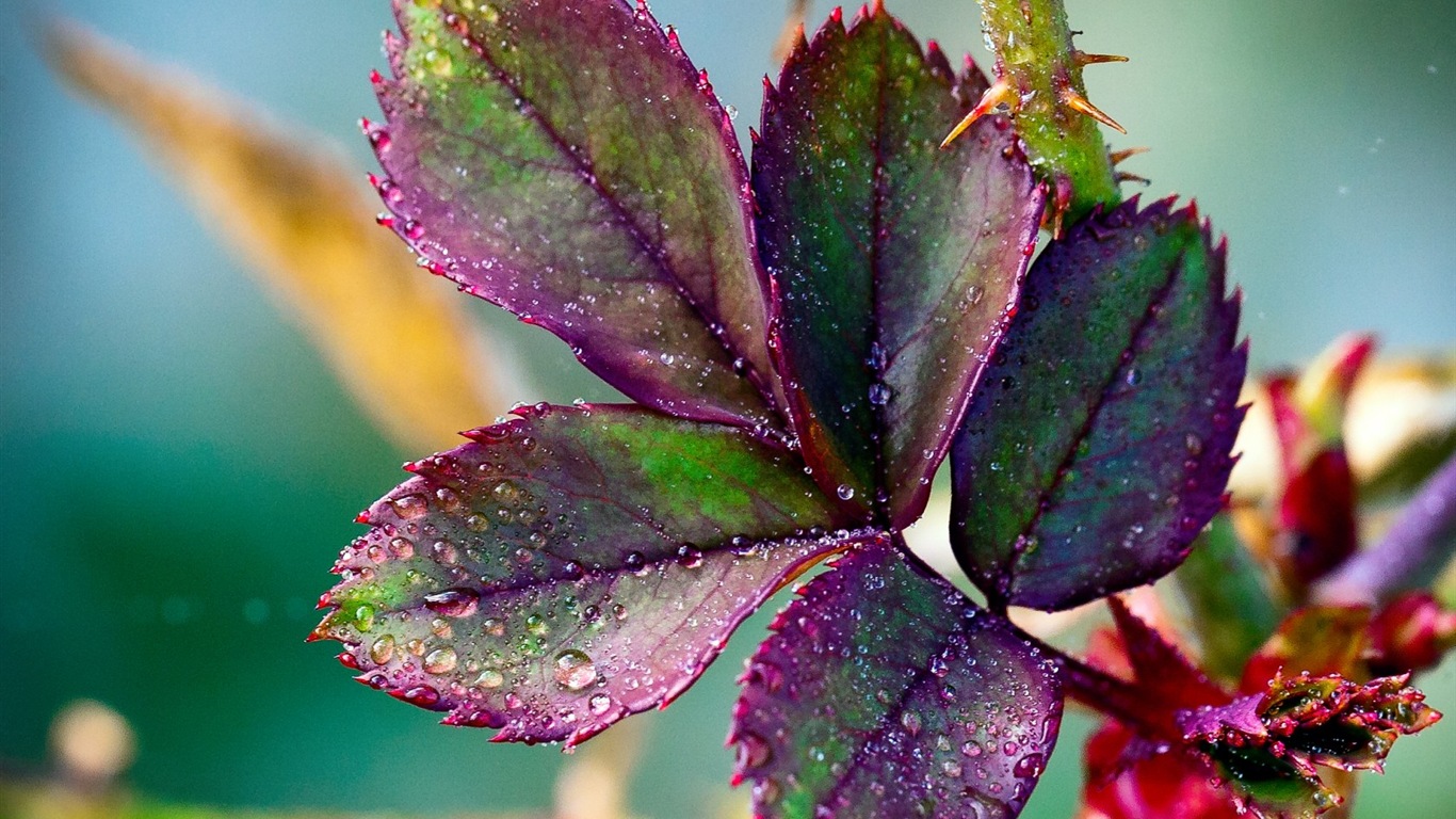 Hojas de las plantas con fondos de pantalla de alta definición de rocío #15 - 1366x768