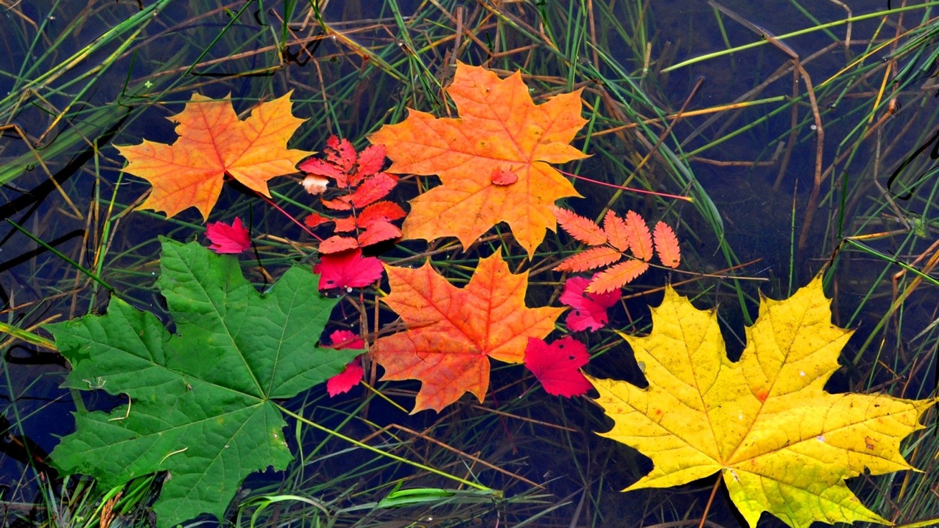 Les feuilles des plantes avec des papiers peints rosée HD #18 - 1366x768