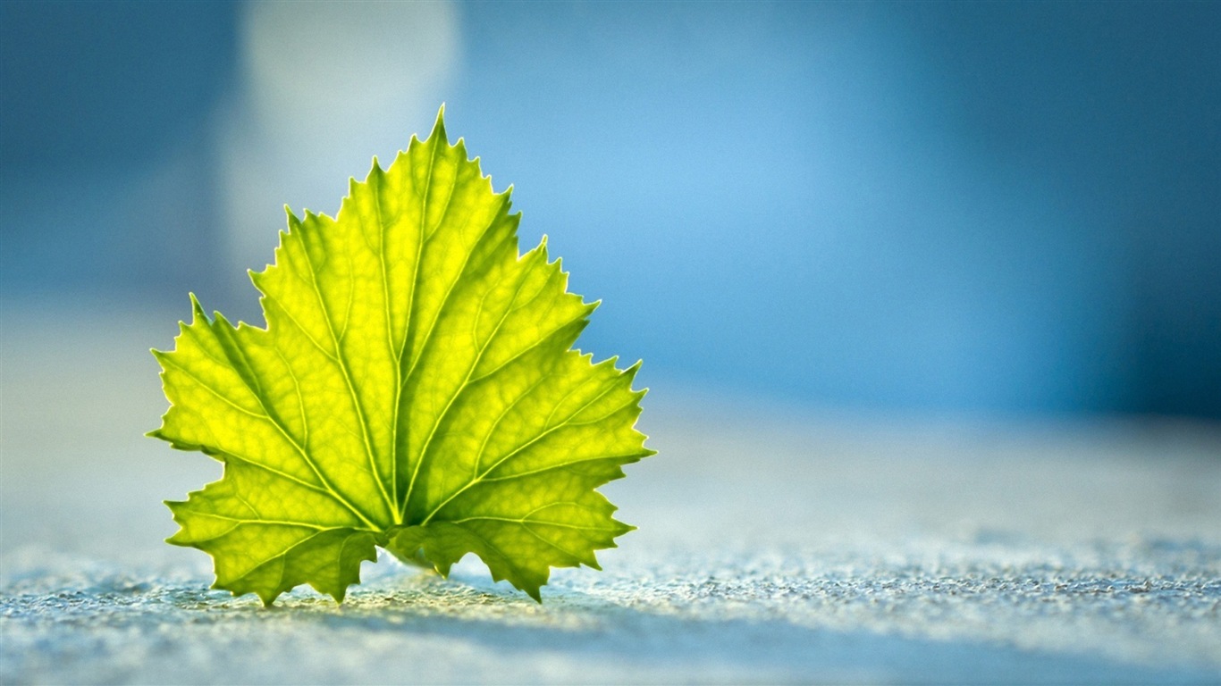 Hojas de las plantas con fondos de pantalla de alta definición de rocío #19 - 1366x768