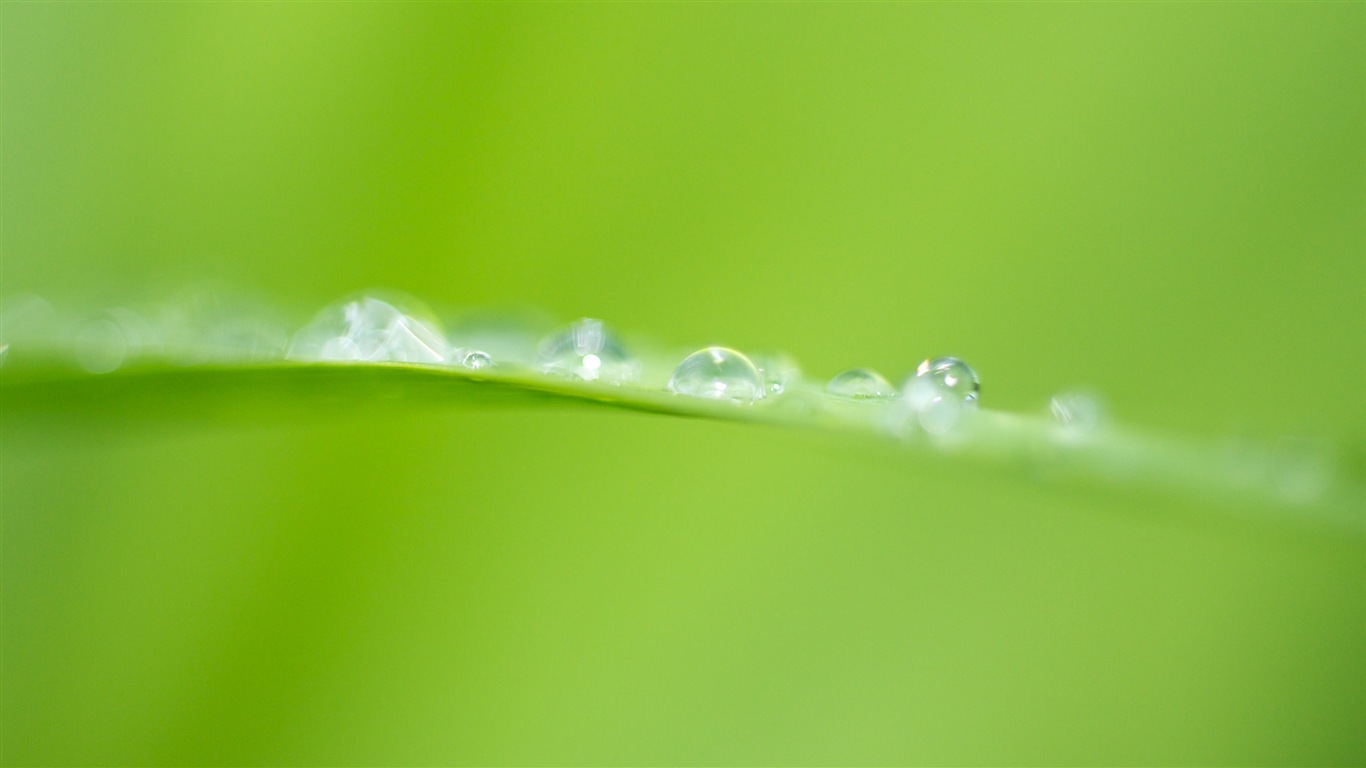 葉子與露珠 高清植物壁紙 #20 - 1366x768
