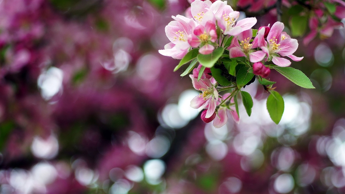 Macro close-up of beautiful flowers HD wallpapers #2 - 1366x768