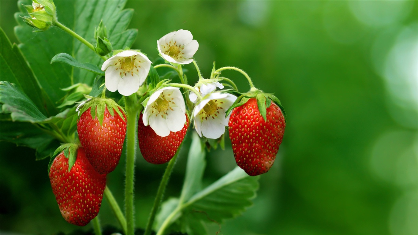 Macro close-up of beautiful flowers HD wallpapers #3 - 1366x768