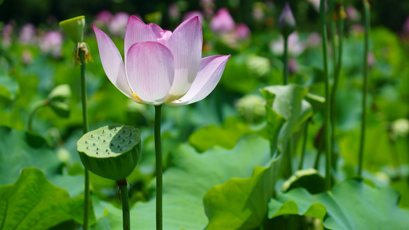 Macro close-up of beautiful flowers HD wallpapers #5 - 1366x768