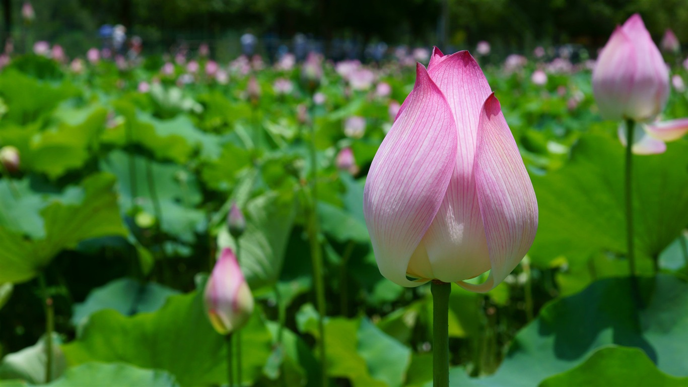 美丽的鲜花 微距特写 高清壁纸6 - 1366x768