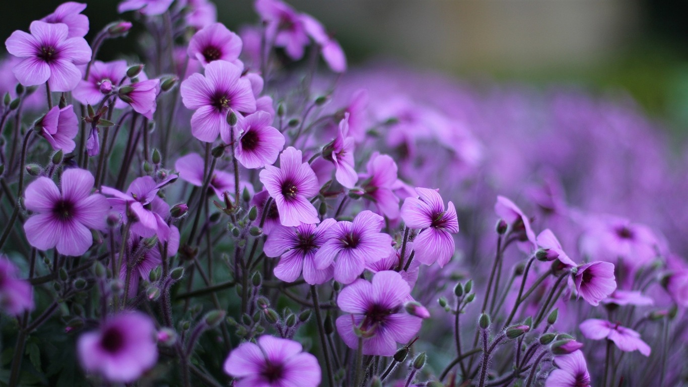 Macro close-up of beautiful flowers HD wallpapers #7 - 1366x768