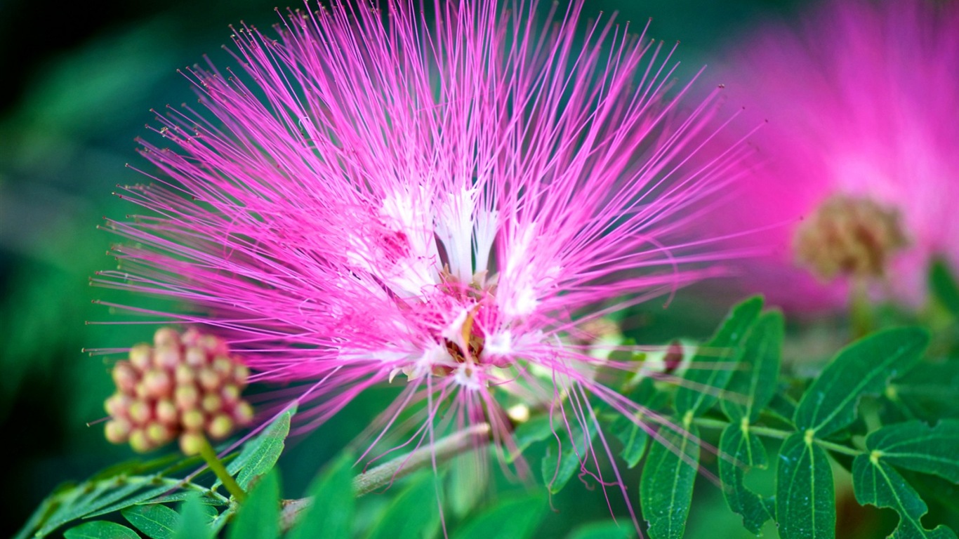 Macro close-up of beautiful flowers HD wallpapers #11 - 1366x768