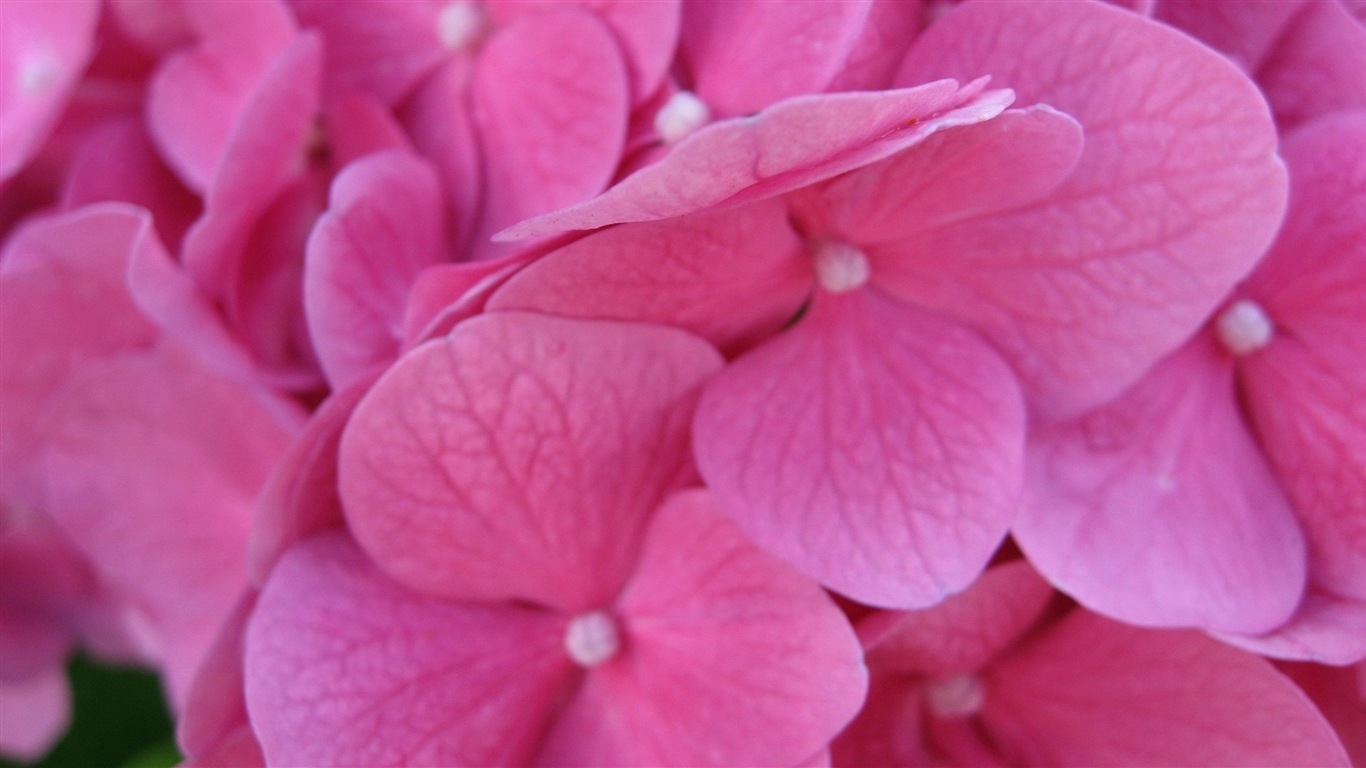 Macro close-up of beautiful flowers HD wallpapers #12 - 1366x768