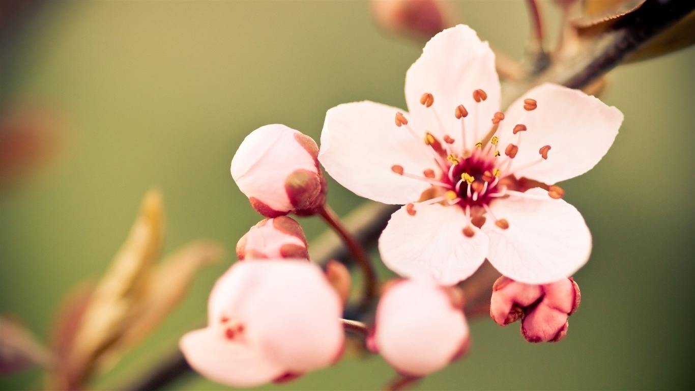 Primer plano macro de fondos de pantalla de alta definición hermosas flores #13 - 1366x768