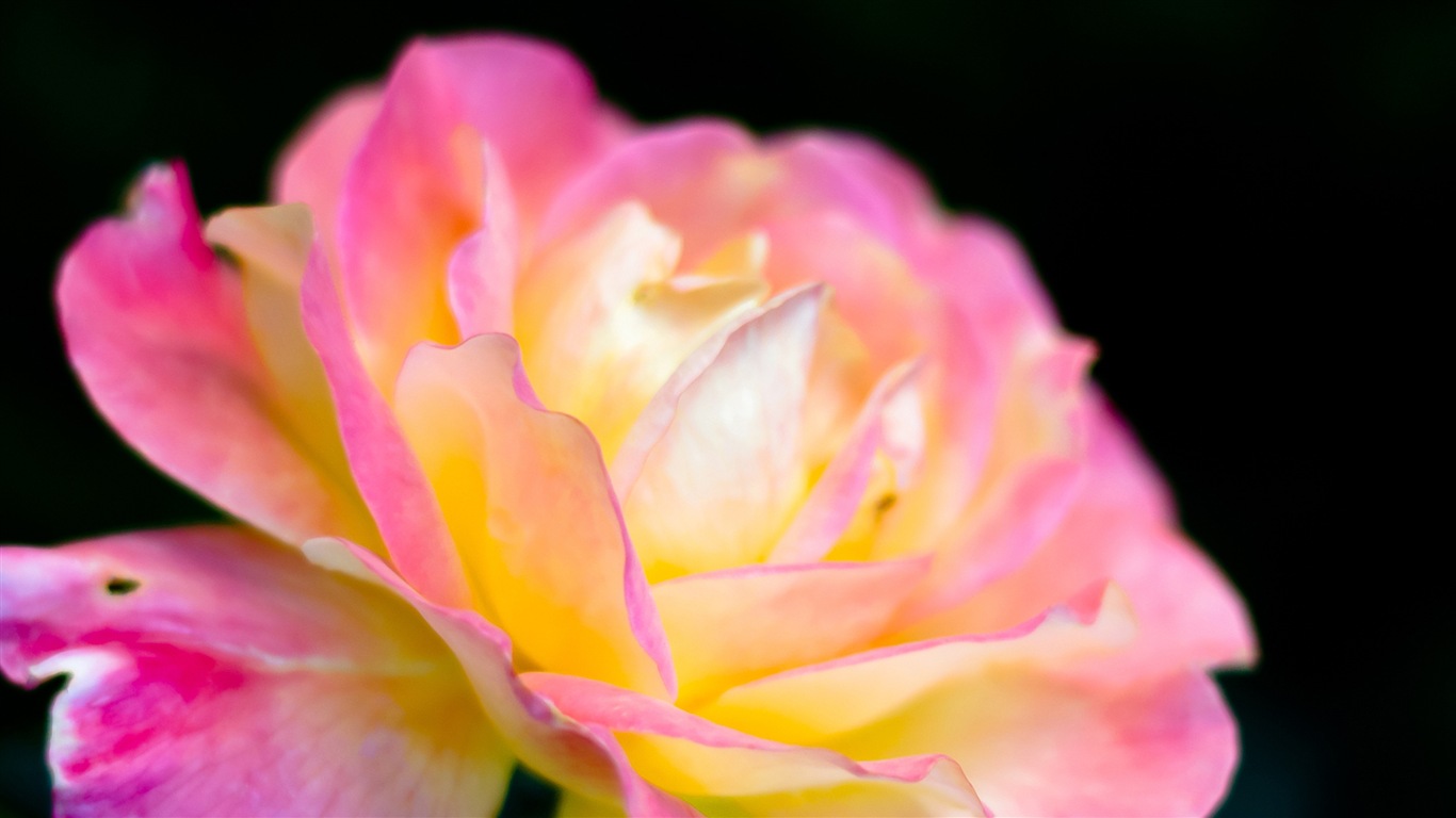아름다운 꽃의 HD 배경 화면의 매크로 근접 #14 - 1366x768