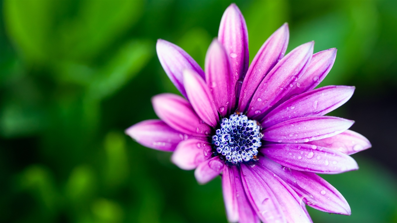 Macro de beaux fonds d'écran HD de fleurs #15 - 1366x768