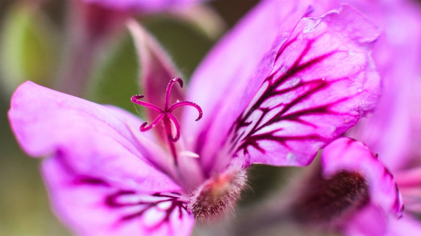 아름다운 꽃의 HD 배경 화면의 매크로 근접 #16 - 1366x768
