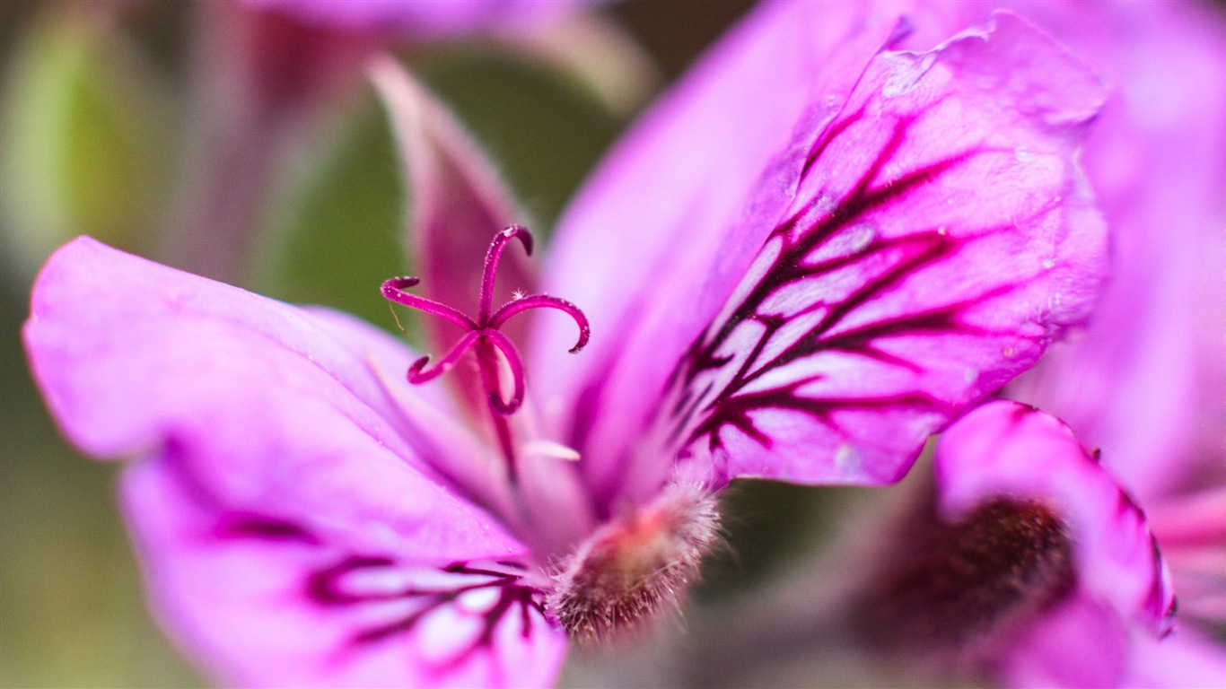 Primer plano macro de fondos de pantalla de alta definición hermosas flores #16 - 1366x768