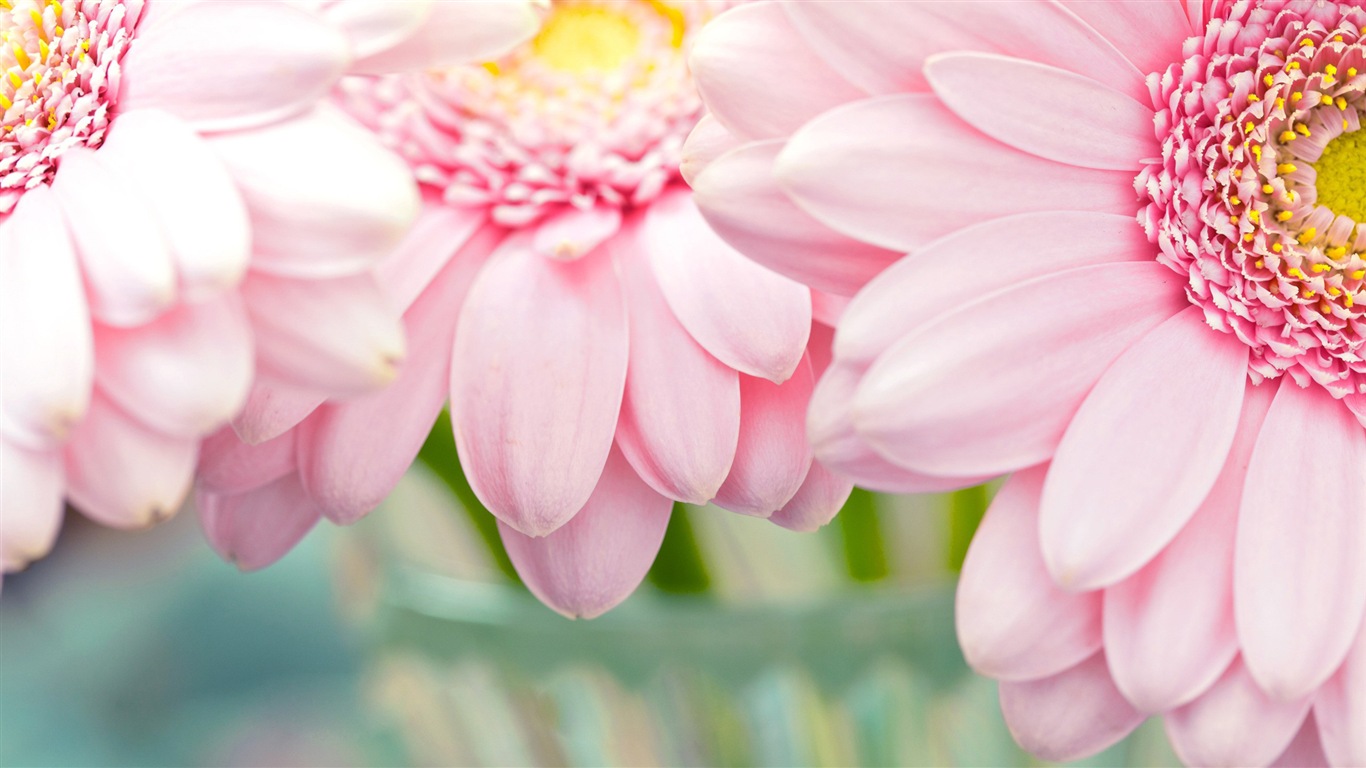 美麗的鮮花 微距特寫 高清壁紙 #17 - 1366x768