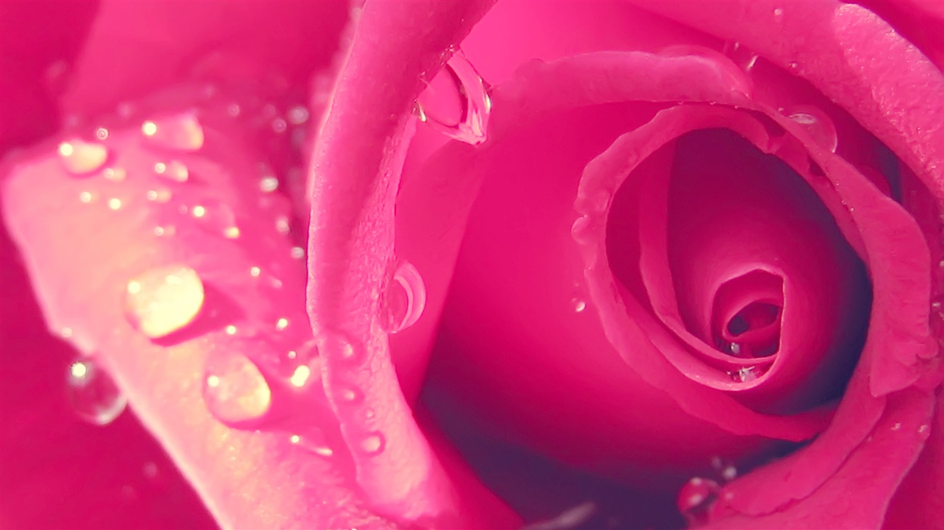 Macro close-up of beautiful flowers HD wallpapers #18 - 1366x768