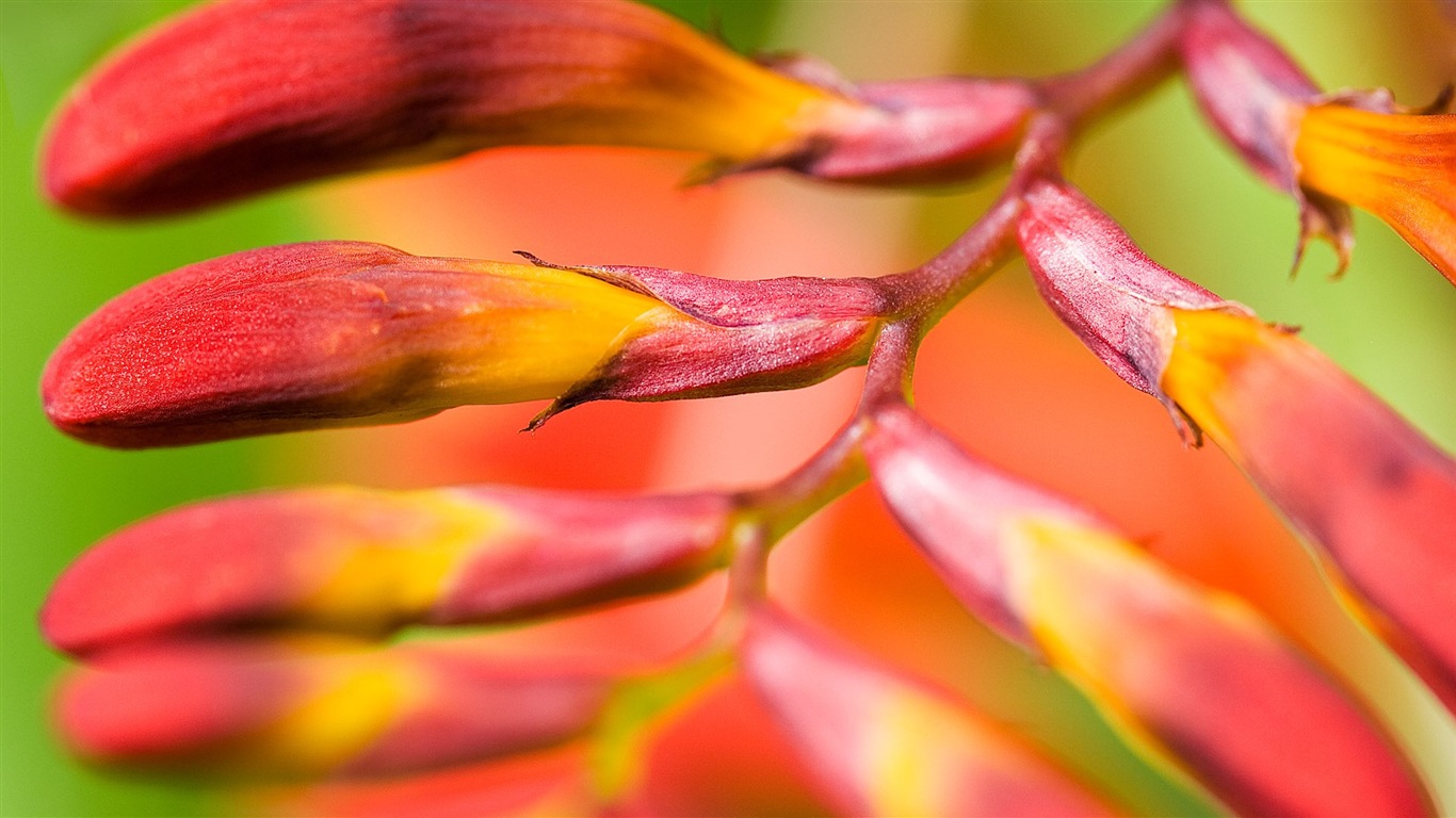 Primer plano macro de fondos de pantalla de alta definición hermosas flores #19 - 1366x768