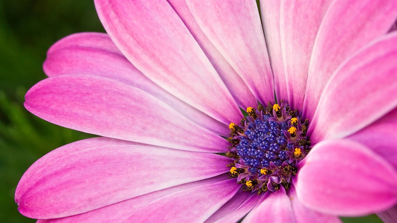 아름다운 꽃의 HD 배경 화면의 매크로 근접 #20 - 1366x768