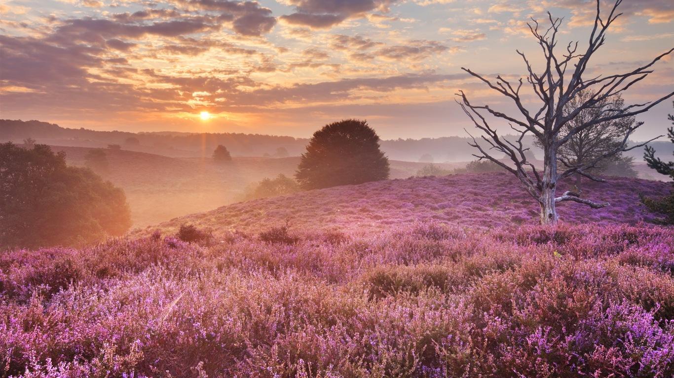 Paysage brumeux matin, Windows 8 écran thème #2 - 1366x768