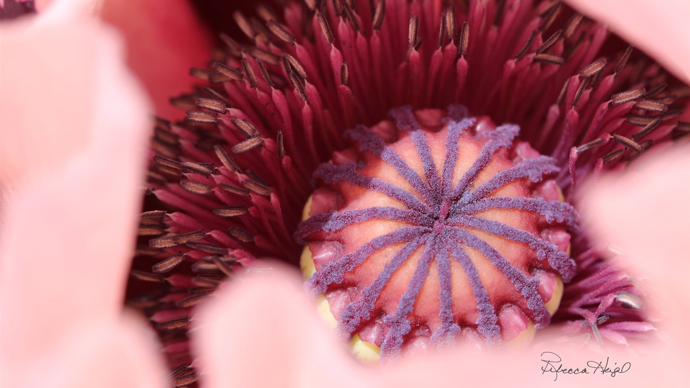 Spring flowers bloom, Windows 8 theme wallpaper #2 - 1366x768
