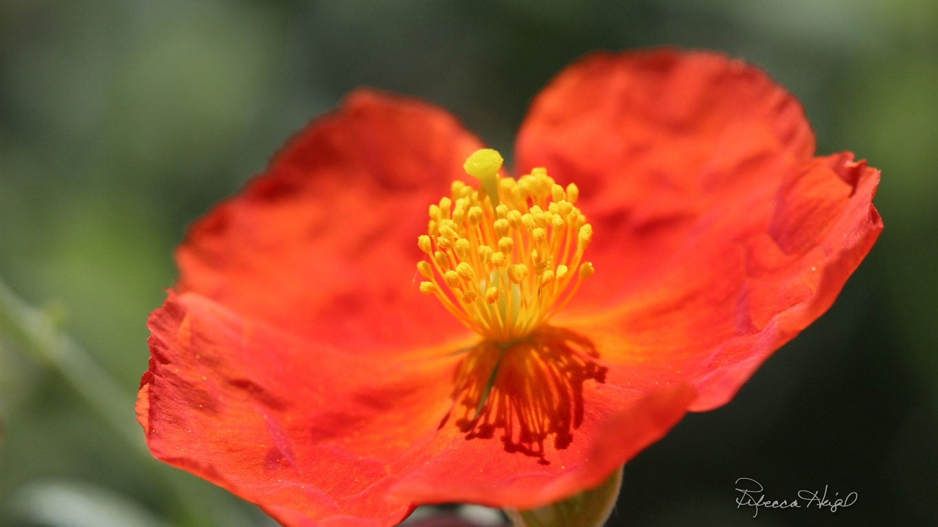 春暖花開，Windows 8 主題壁紙 #5 - 1366x768