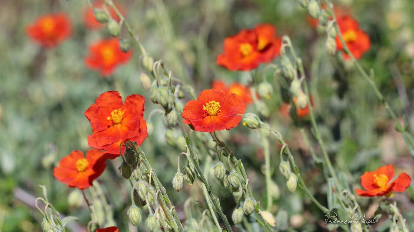 春暖花開，Windows 8 主題壁紙 #6 - 1366x768