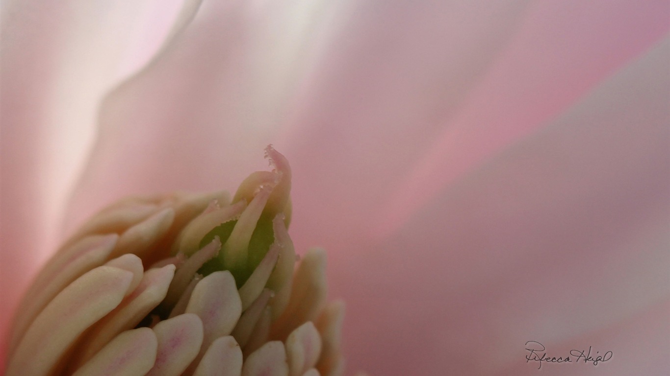 봄 꽃의 꽃, 윈도우 8 테마 배경 화면 #11 - 1366x768