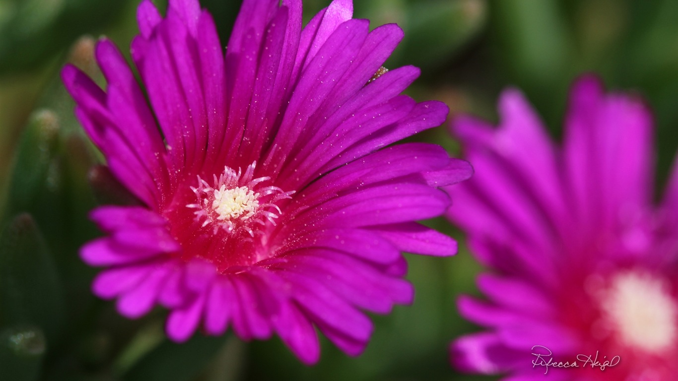 봄 꽃의 꽃, 윈도우 8 테마 배경 화면 #14 - 1366x768