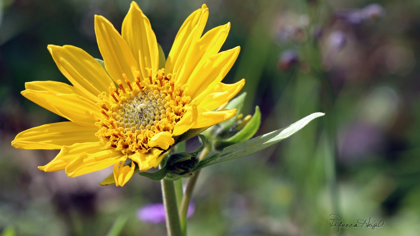 Fleurs de printemps floraison, Windows 8 écran thème #16 - 1366x768