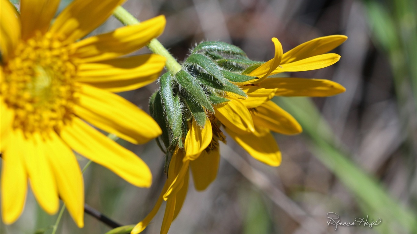 Spring flowers bloom, Windows 8 theme wallpaper #17 - 1366x768