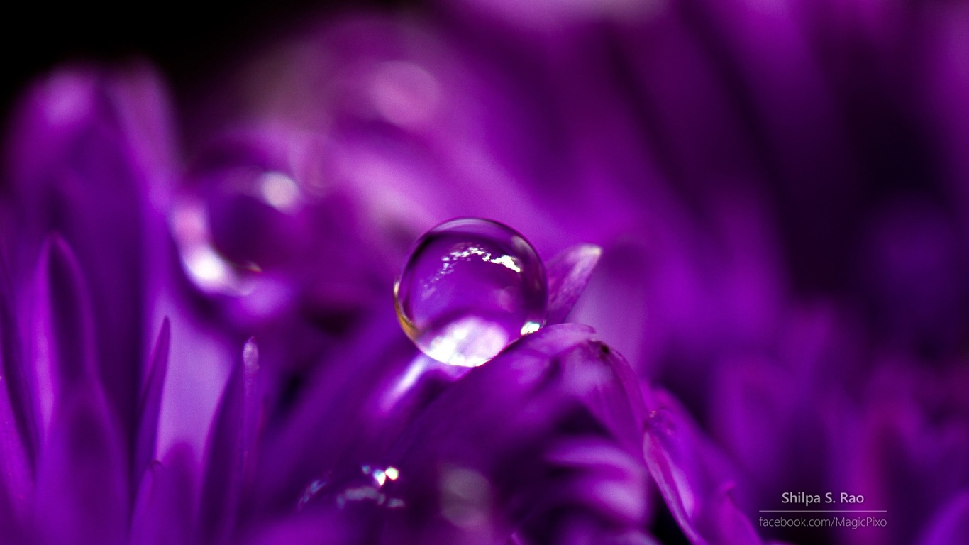 Flowers with dew close-up, Windows 8 HD wallpaper #1 - 1366x768