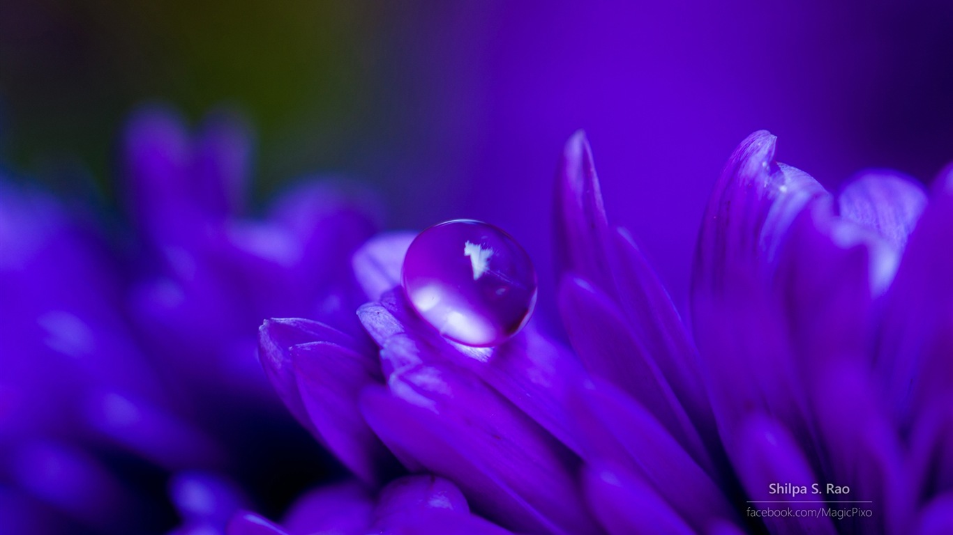 Fleurs avec la rosée close-up, Windows 8 fonds d'écran HD #2 - 1366x768