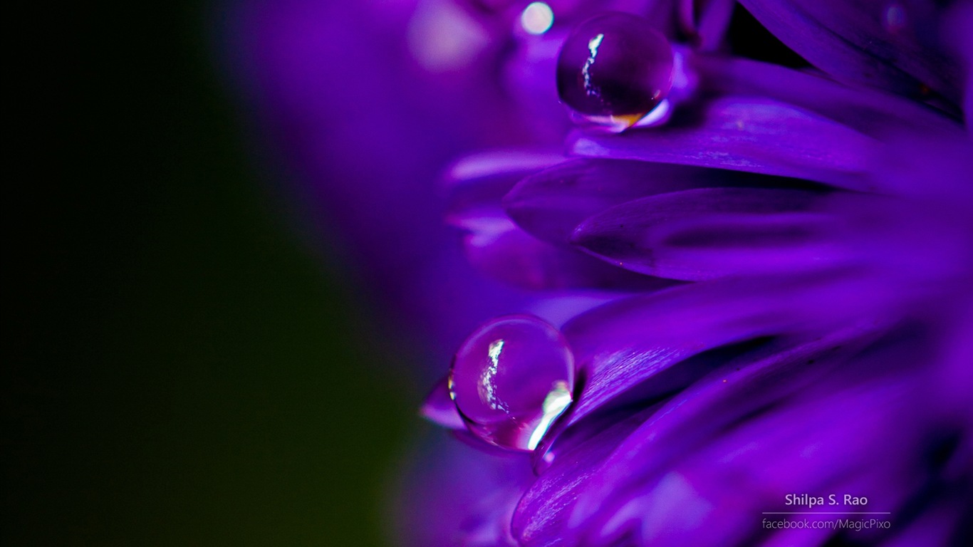 Fleurs avec la rosée close-up, Windows 8 fonds d'écran HD #3 - 1366x768