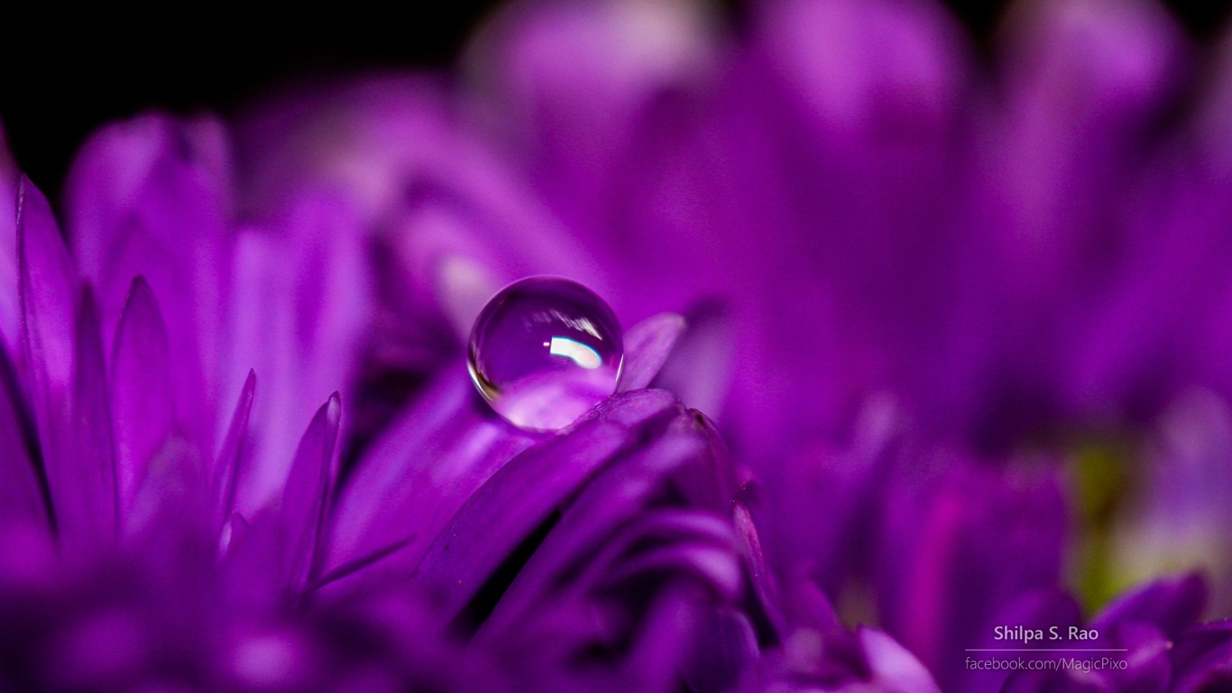 Fleurs avec la rosée close-up, Windows 8 fonds d'écran HD #4 - 1366x768