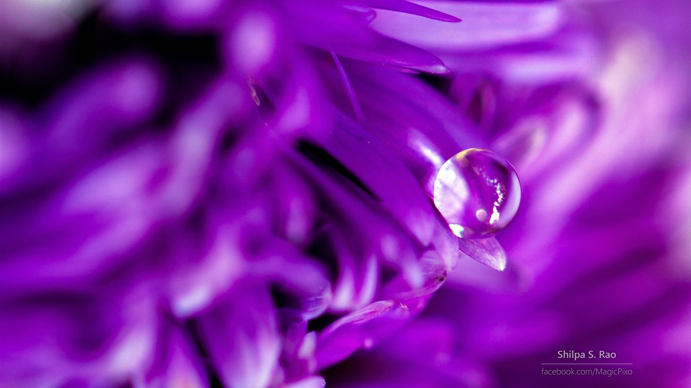 Fleurs avec la rosée close-up, Windows 8 fonds d'écran HD #5 - 1366x768