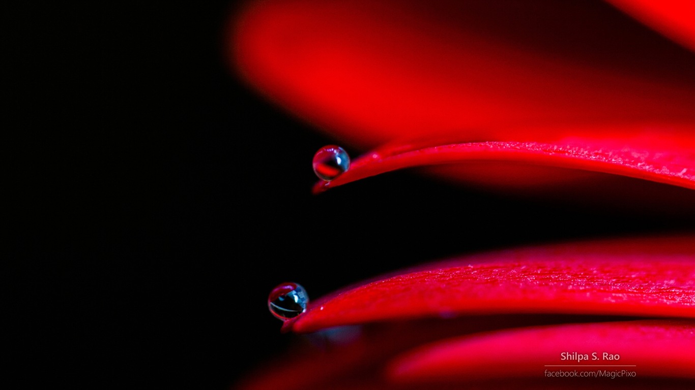 Las flores con rocío primer plano, Windows 8 fondos de pantalla de alta definición #7 - 1366x768