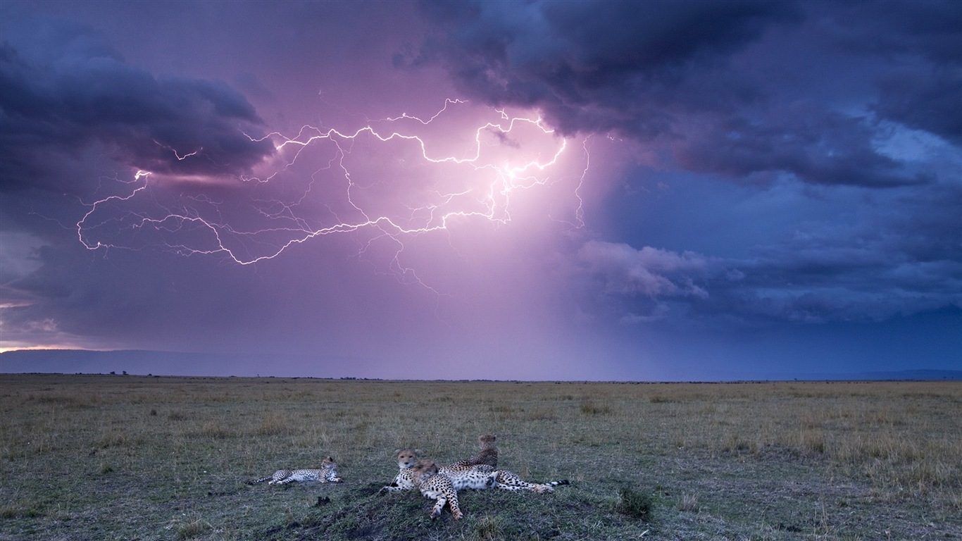 Lightning Thunder HD tapety na plochu #9 - 1366x768