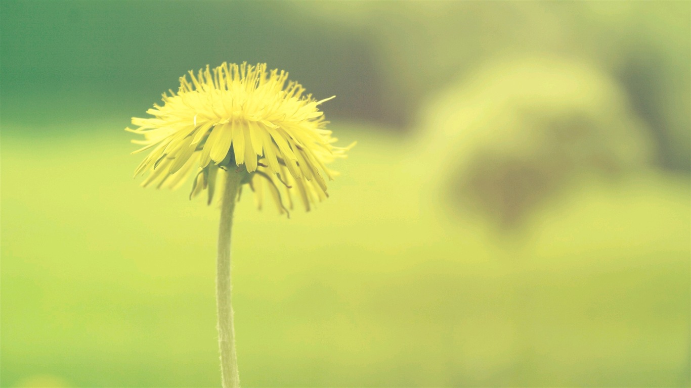 唯美植物特寫，蒲公英 高清壁紙 #2 - 1366x768