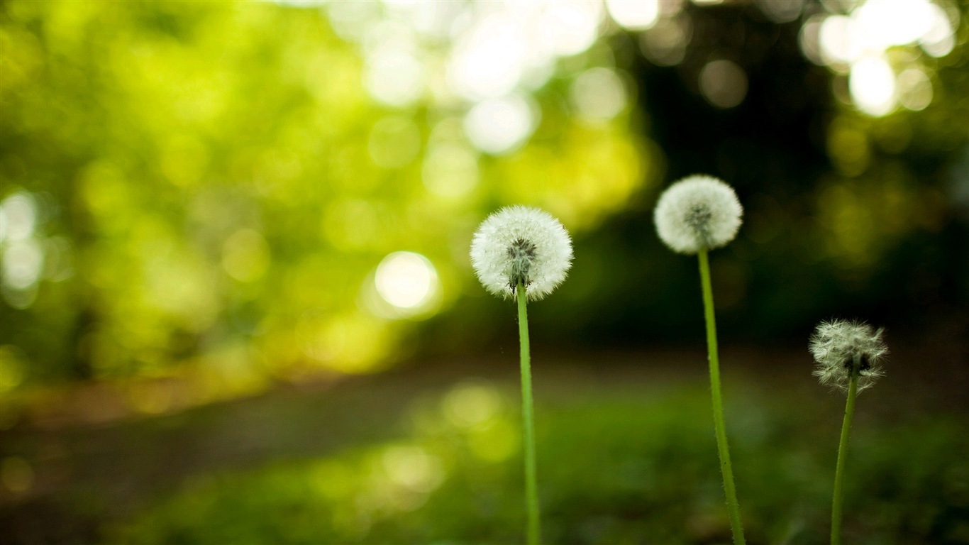 Hermosas plantas de primer plano, fondos de pantalla de alta definición de diente de león #5 - 1366x768