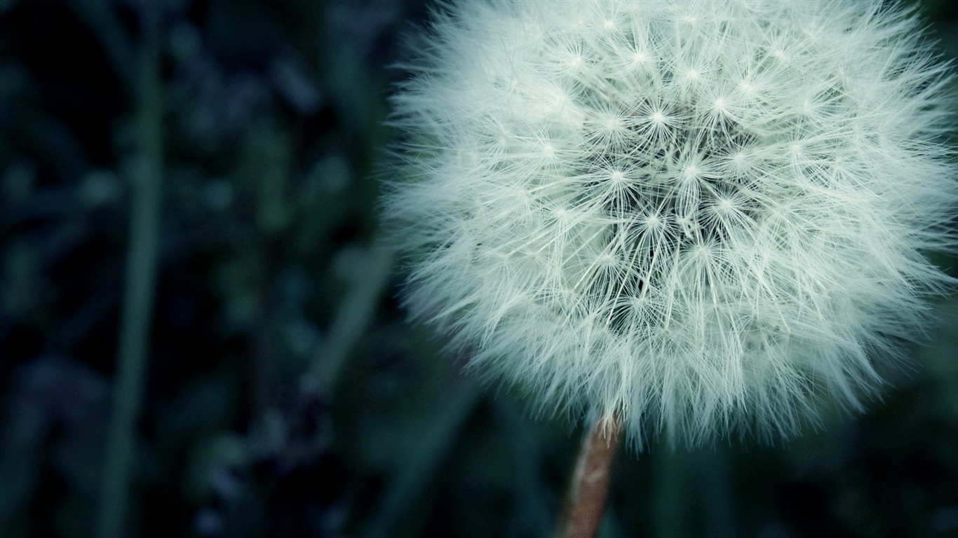 Beautiful plants close-up, dandelion HD wallpapers #11 - 1366x768