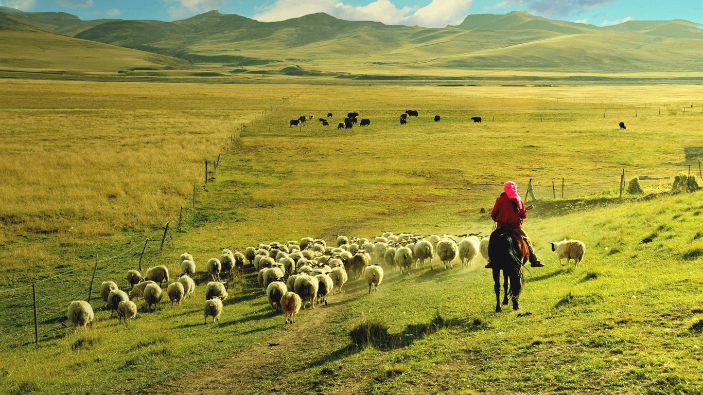 Qinghai Plateau krásné scenérie tapety #7 - 1366x768