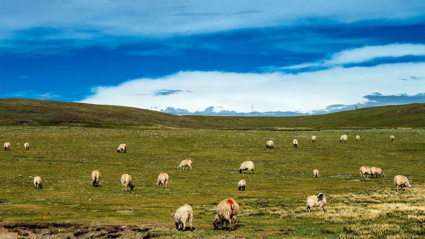 Qinghai Plateau krásné scenérie tapety #17 - 1366x768