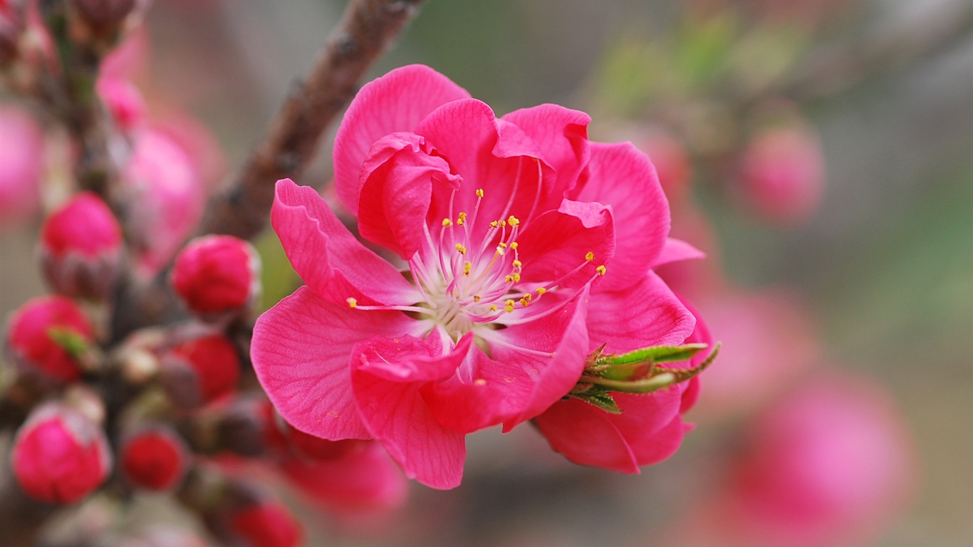 Pink peach flowers HD wallpaper #1 - 1366x768