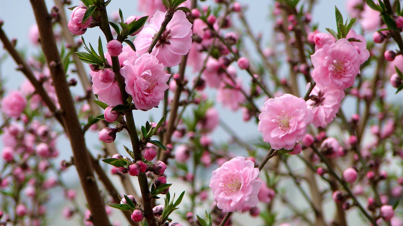 Pink peach flowers HD wallpaper #2 - 1366x768