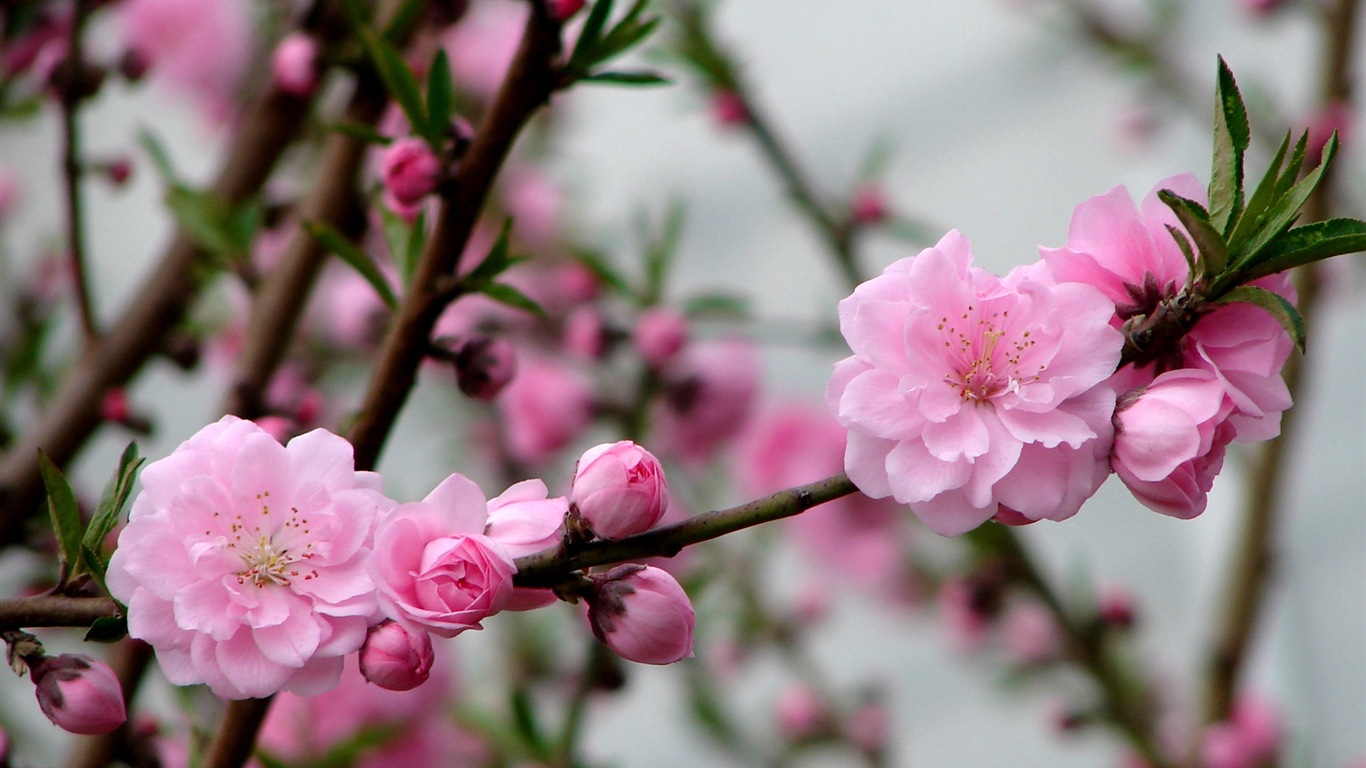 Pink peach flowers HD wallpaper #3 - 1366x768