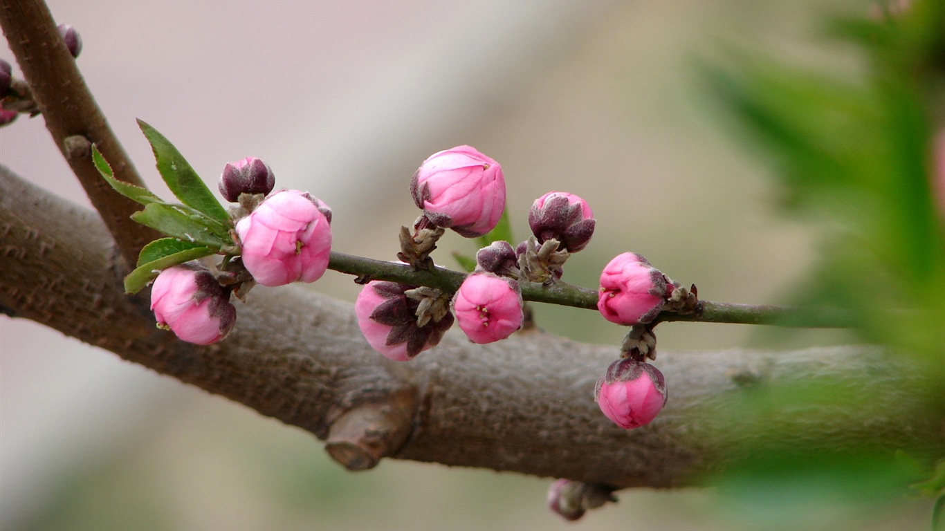 粉红的桃花 高清壁纸4 - 1366x768