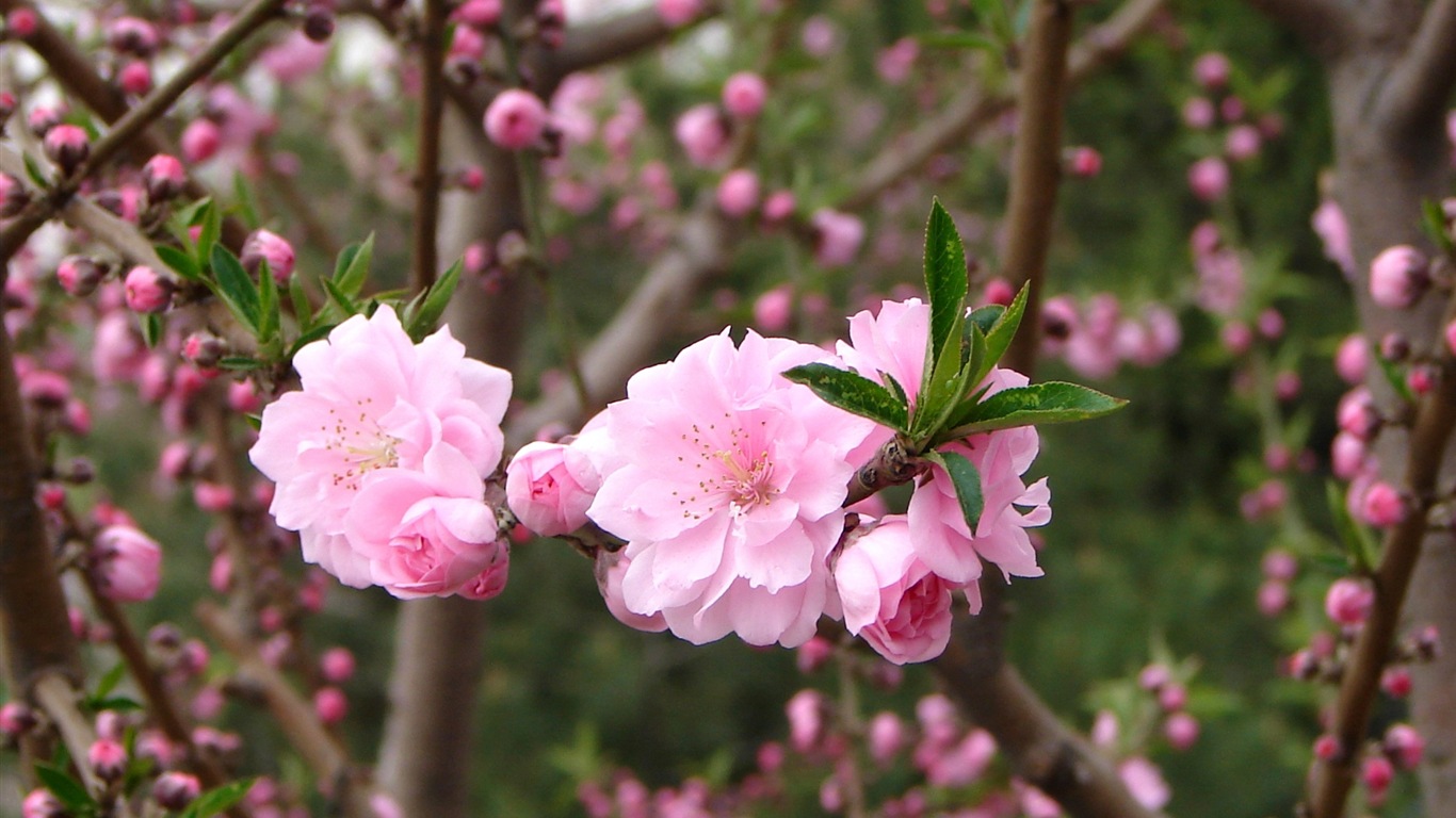 Pink peach flowers HD wallpaper #5 - 1366x768